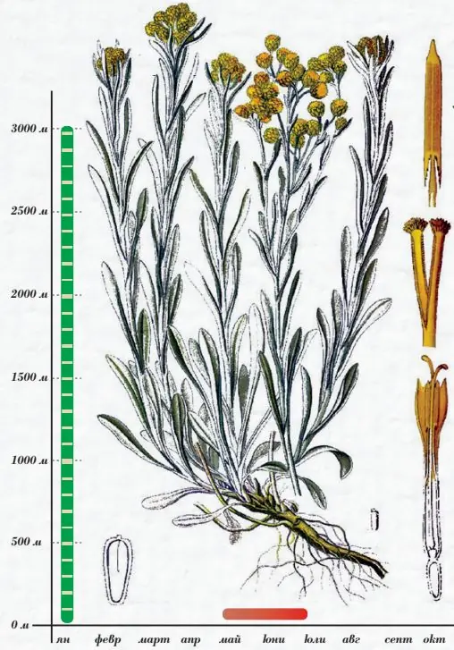 Безсмъртниче (Helichrysum arenarium (L.) Moench)