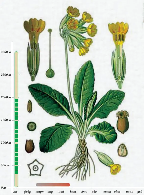 Лечебна иглика (Primula veris L.)